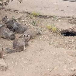 Écureuils bien dodus