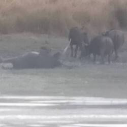 Der linke Büffel hatte viel Spaß beim Baden!