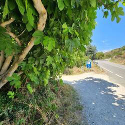 Hang a left at the fig tree