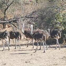 Alles Weibchen erkennbar an der Farbe.