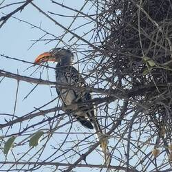 Von Weitem sehen die Hornvögel so putzig aus - ihr Blick von der Nähe ist nicht so freundlich 🤔