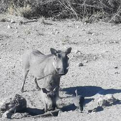 Warzenschweine! Das große hat uns nicht aus den Augen gelassen...