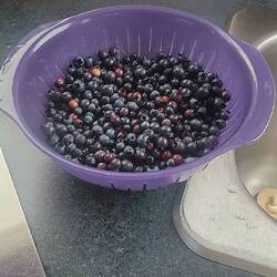 First haul of berries