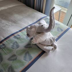Today's towel animal- elephant