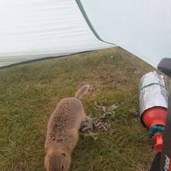 Neugieriger Zeltplatzkollege