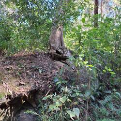 Nature at work, splitting rock