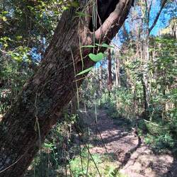 Pencil orchard - epiphytes, elephants ears, orchards everywhere! + birds