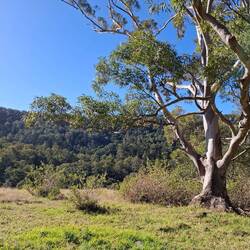 Walk along this Ridge, then down the gully following Watson's Creek