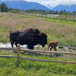 Bison