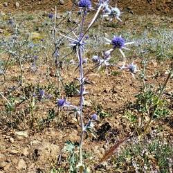 wunderschöne Disteln