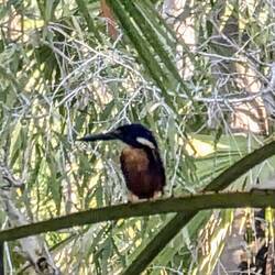 Azure Kingfisher