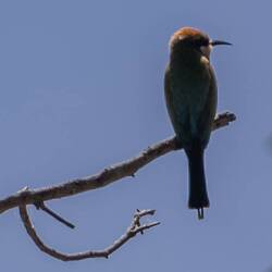 Bee-eater