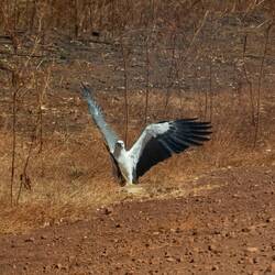 White-bellied Sea Eagle
