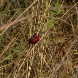 Crimson Finches