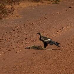 Young Wedge-tailed Eagle