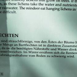 Rentierfutter im Winter