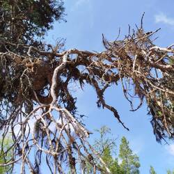 Toter Ast mit Flechten