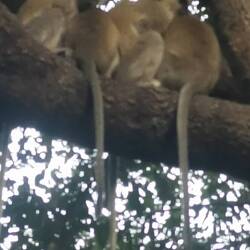 Auf den Weg zum Frühstück fühle ich mich etwas beobachtet...