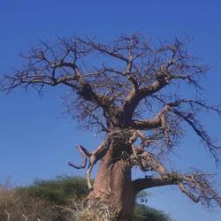 Der Mammutbaum speichert Wasser - deshalb wurde dieser hier von Elefanten angefressen.