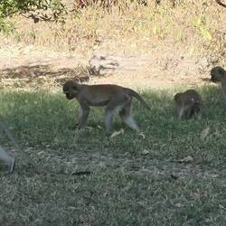 Am Pool treffen wir dann auf die Affen.