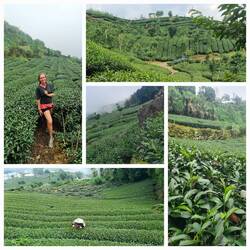 Teeplantagen