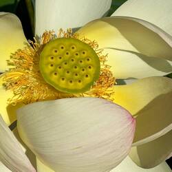 One of said lotus flowers