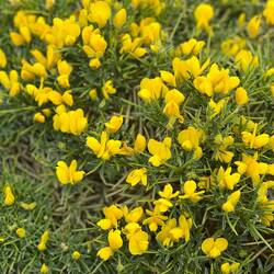 The closeup of the yellow wildflowers