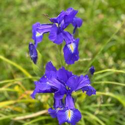 Gorgeous wildflowers along the way