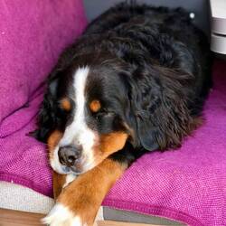 Pallinas sicherer Ort. Von hier aus kann sie alles draußen beobachten, wenn sie nicht gerade schläft