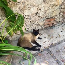 Same cat as last year - kept putting out water for him/her