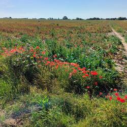Love the wild poppies