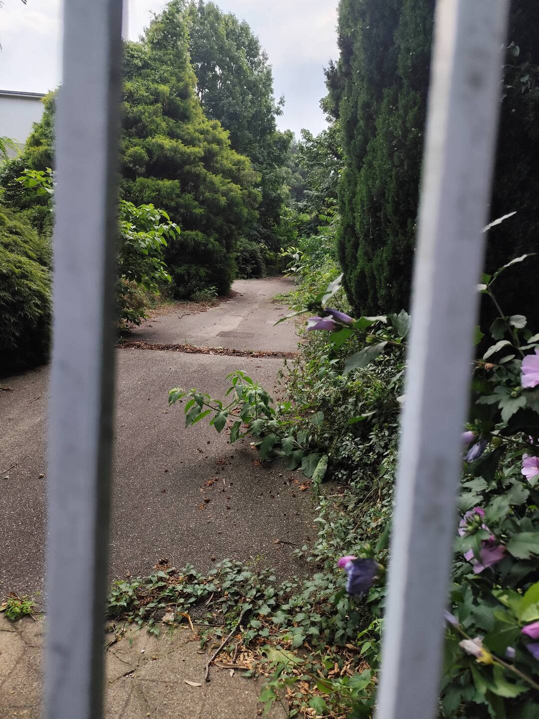 ... Das war nicht der Weg zur Eremitage... Aber verlockend wos da hingeht