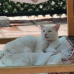 Vankatzen, die ein gelbes und ein blaues Auge haben