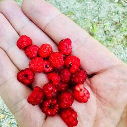 Ich fand noch ein paar Himbeeren, die ich für nächsten Tag für den Porridge sammelte