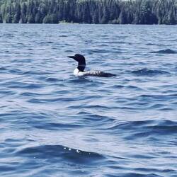 Welcher Vogel mag das sein? Er begleitete mich auf alle Fälle ein Stück 😊