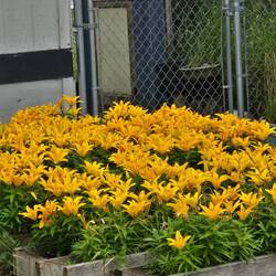 Yellow lillies