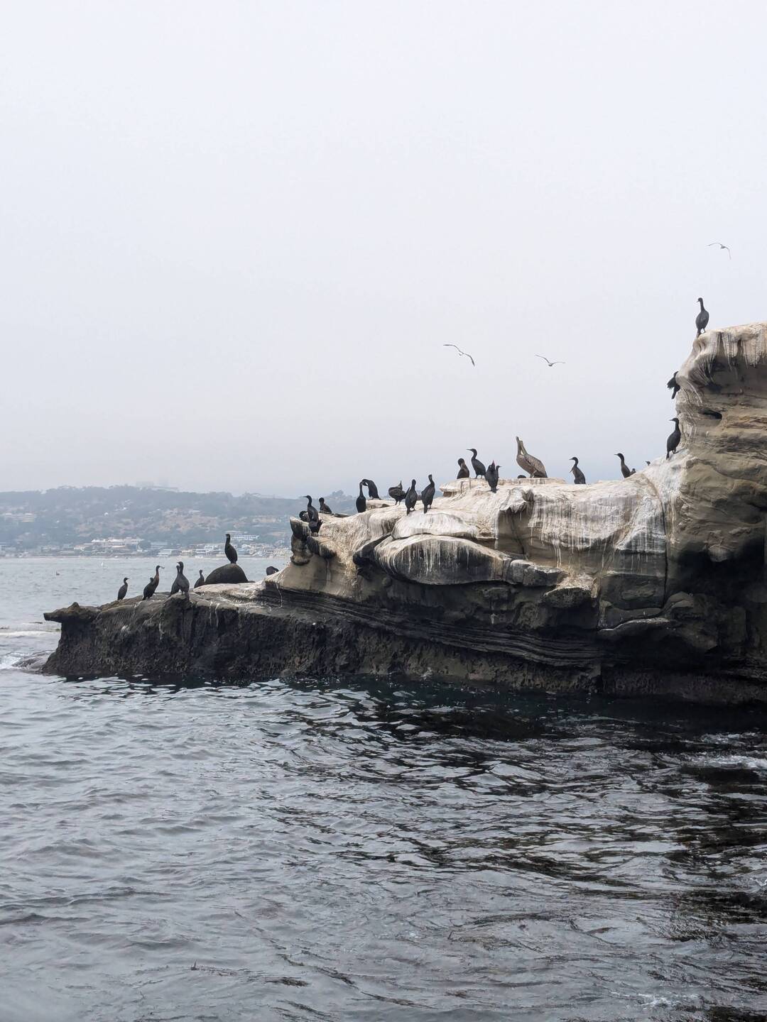 Jolla Cove