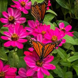 Monarchs ... Butterflies @ Chatfield — Littleton, CO.