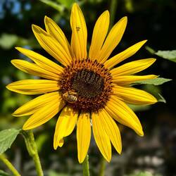 Sunflower @ Chatfield Farms — Littleton, CO.