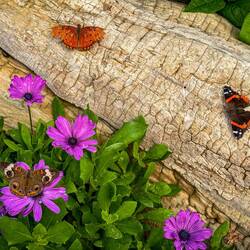 Gulf Frittilary (top left); Red Admiral (top right) & Buckeye (bottom left) ... Chatfield Farms.
