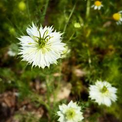 Nigella (Black Cumin) @ Chatfield Farms — Littleton, CO.