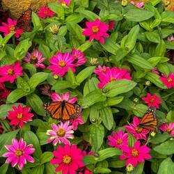 Queen (top left) and Monarch butterflies ... Butterflies @ Chatfield — Littleton, CO.