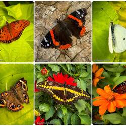 Butterflies @ Chatfield — Littleton, CO.