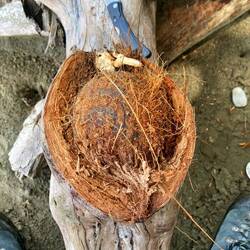 Diese Nuss haben wir auch geknackt!