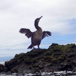 Stummelkormoran