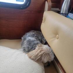 We remembered to give Tug his sedative so he was relaxed even during the storm.