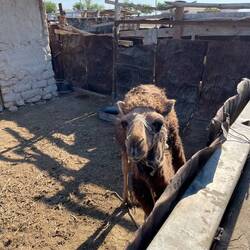 Junges Kambel bei einer Gas Arbeiter Familie