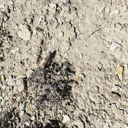 Finde das ca. 7 cm grosse Tier