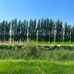 Der Osten ist bedeutend grüner