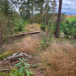 Über Stock und Stein.